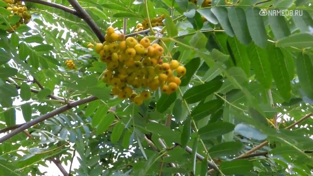 Топ 4 самых животных знаков Зодиака смотреть онлайн