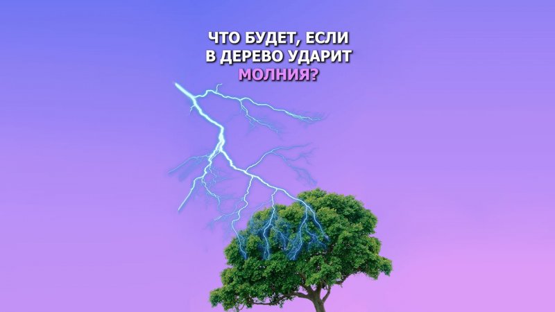 Что происходит с деревом, когда в него попадает молния?