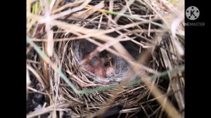 Гнездовая жизнь птиц