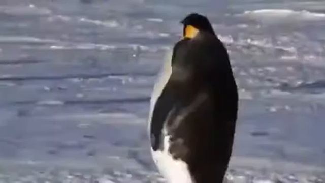 Откуда взялся термин пиндосы