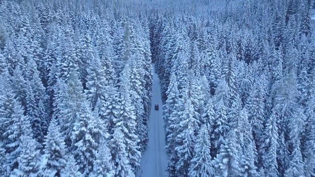 Снежный лес! (Вид с высоты птичьего полёта)