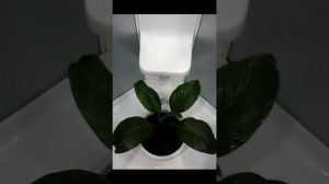 Уход за Спатифиллумом, водные процедуры