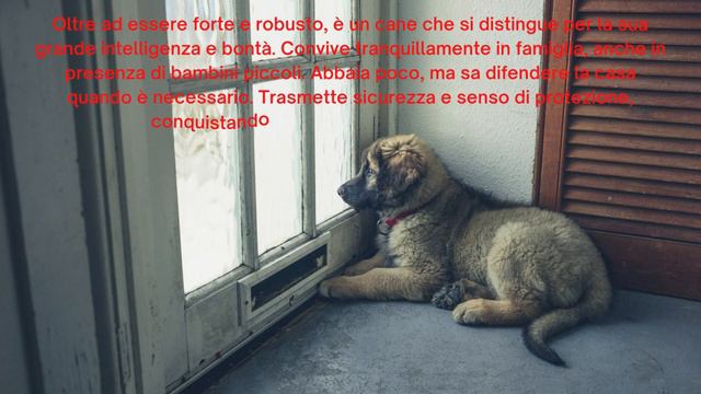 Il Leonberger un mare di pelo e dolcezza смотреть онлайн