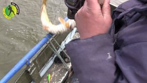 Удачная ловля щуки троллингом на воблер с лодки р. Десна