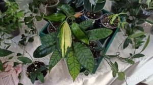 Выставка растений в Краснодаре 13 ноября 2022. Мои новинки