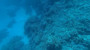 Domina Coral Bay 2017 риф отеля - часть 2