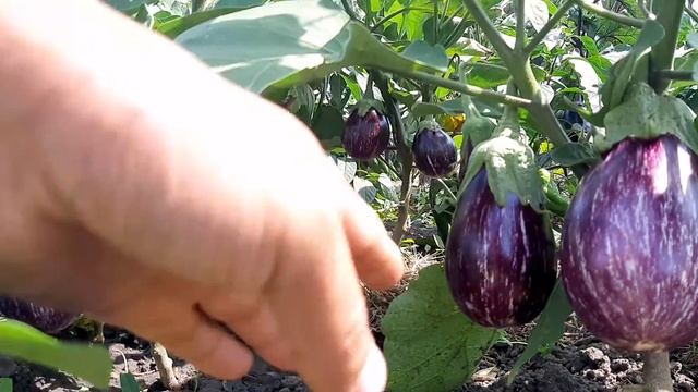 Баклажан Лейре смотреть онлайн