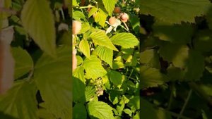 Дабл голд ремонтная малина