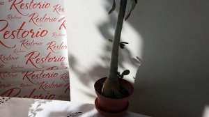 Адениум из семян когда зацветет