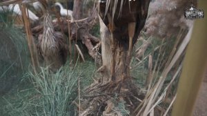 Видеоэкскурсия О, цапля! Она благородная птица