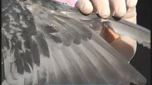 Галилео  Ветеринар