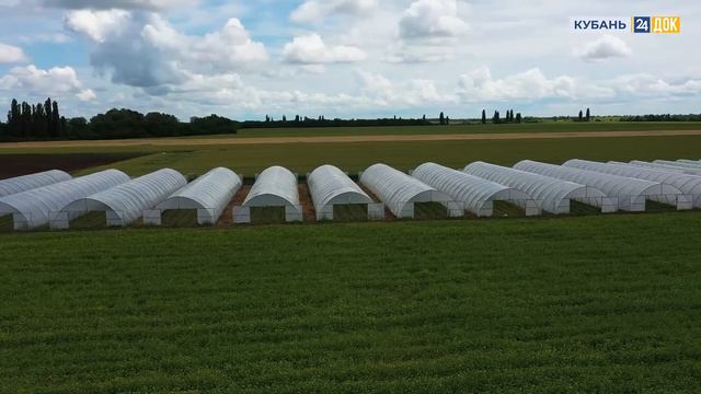 Пиратская Клубника смотреть онлайн