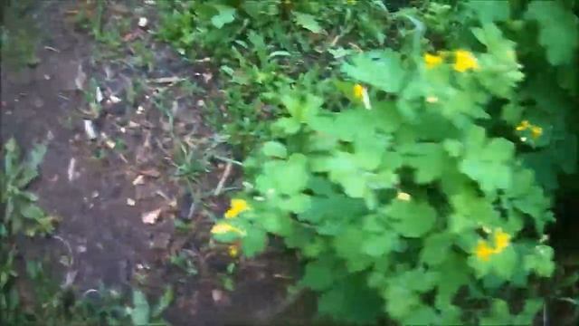 ✔Что за гриб?? Продолжение видео о первых весенних грибах 2022✔ смотреть онлайн