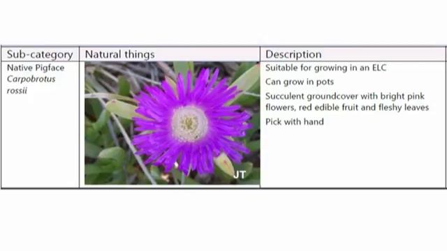 Pigface (Carpobrotus rossii) audio clip смотреть онлайн