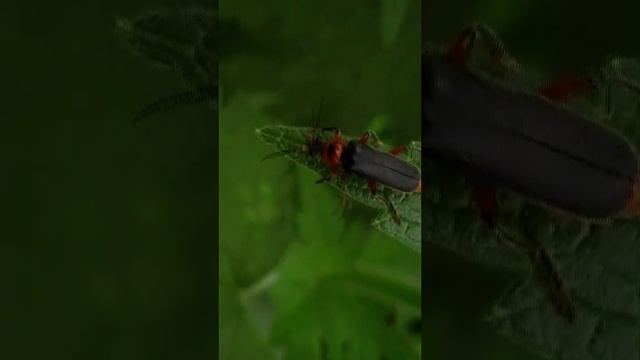 Soldier beetle/Мягкотелка бурая #shorts