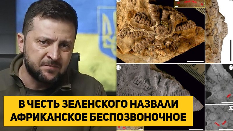 В честь Зеленского назвали африканское беспозвоночное