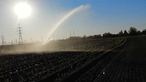 Полив овощей сплинкером.