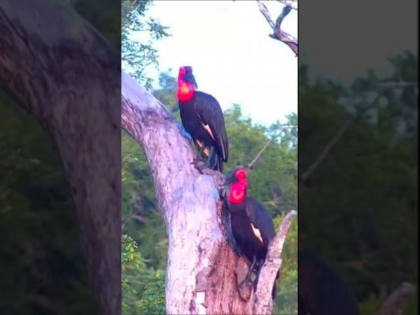 Знакомимся с соседями по планете - Кафрский Рогатый Ворон