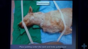 Хирургия гортани у собак. Laryngeal Paralysis