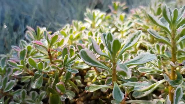 Sedum spurium 'Tricolor'