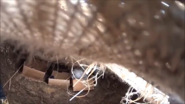 Охота на гусей,Сахалин, весна 2016г.