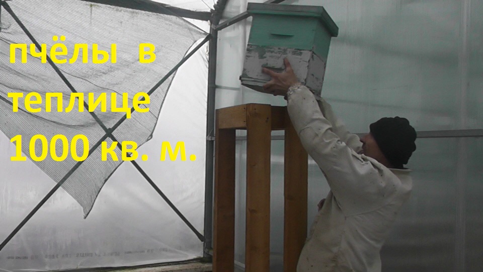 поставил пчёл в промышленную теплицу смотреть онлайн