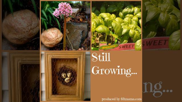 SG586: Designing with the Queen of Succulents - Debra Lee Baldwin смотреть онлайн