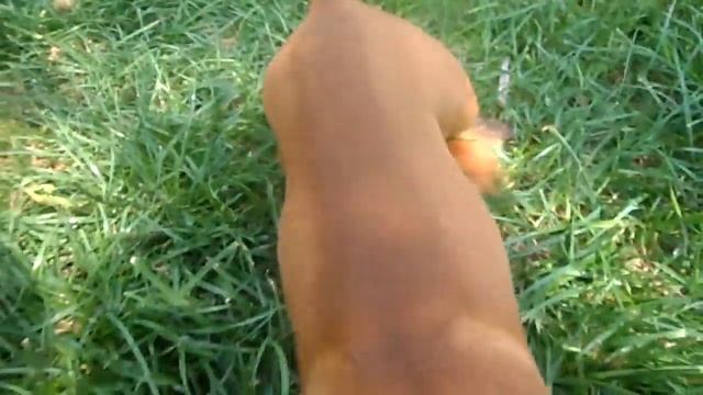 Как быстро и еффективно прополоть огород ! - How quickly and efficiently weed garden! смотреть онлайн