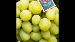 ВИНОГРАД БОГАТЯНОВСКИЙ