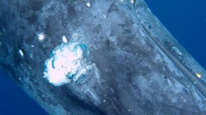 Swimming with whales in Tonga - A big bubble of air & getting stuck between a whale and myself ;-)