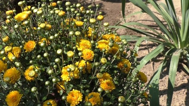 КАК СОХРАНИТЬ ХРИЗАНТЕМЫ В ГОРШКАХ. Мои цветы. Мой опыт. смотреть онлайн