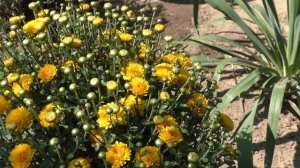 КАК СОХРАНИТЬ ХРИЗАНТЕМЫ В ГОРШКАХ. Мои цветы. Мой опыт.