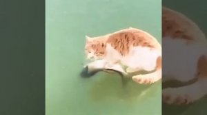 Выходи, глупая рыба! Я пришёл с миром