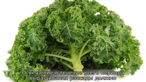 Капуста Кале