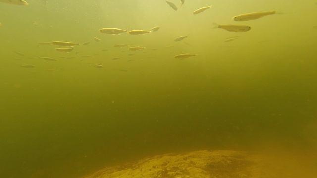 Подводная съемка смотреть онлайн