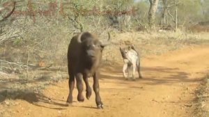 КАКОВО ЭТО - ЕСЛИ ГИЕНЫ ЕДЯТ ТЕБЯ ЗАЖИВО?