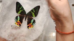 Настоящие тропические бабочки. От заводчиков для творчества