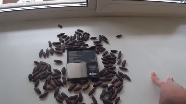 Серрапия. Старт продаж. смотреть онлайн