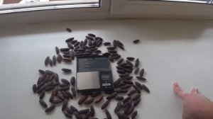 Серрапия. Старт продаж.