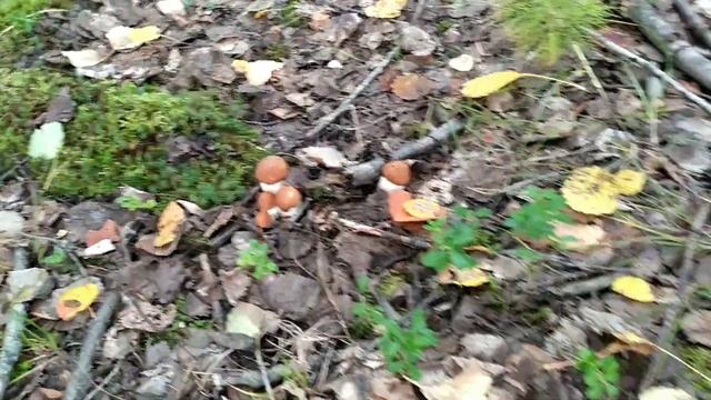 ГРИБЫ в АВГУСТЕ.Море ПОДОСИНОВИКОВ.Лес ХМАО.Тихая охота.#грибы#подосиновики#белыегрибы#mushrooms#ле смотреть онлайн