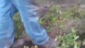 картофелекопалка трясучка