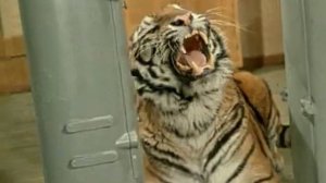 Полосатый рейс_chunk_29.avi