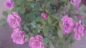 Vodacom rose in summer season|gardening with christinah Ntema