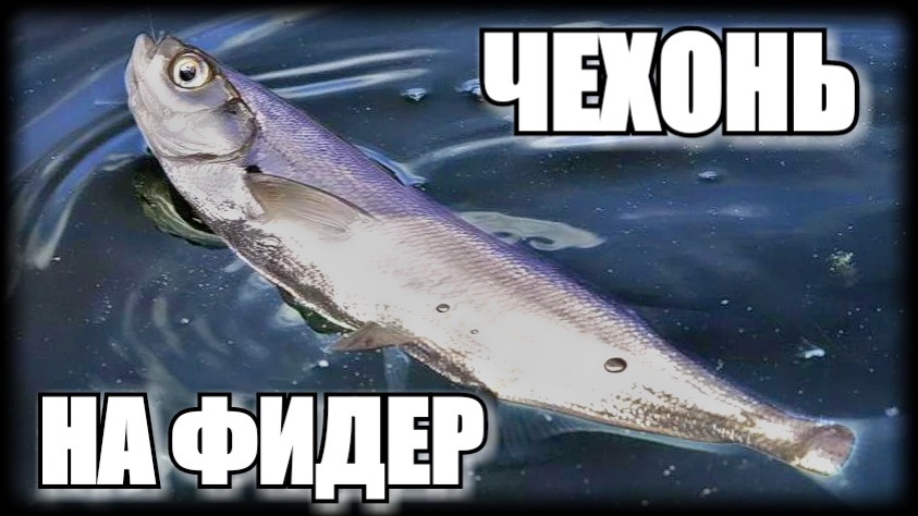 КАК ЛОВИТЬ ЧЕХОНЬ НА ФИДЕР