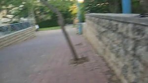 Дрессировка и тренировка борзой