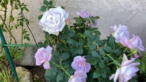 11/13/2021 beautiful and repeat blooming rose-silver lining rose! Zone 10a
