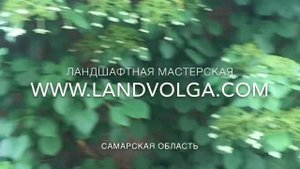 Гортензия Черешковая