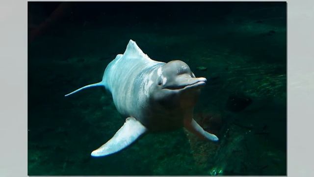 Amazonas-Delfin / Süßwasserdelfin im Zoo von Duisburg смотреть онлайн