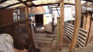 Голуби  Омской области! ПРОДАЖА ГОЛУБЕЙ ОМСК! ТЕЛЕФОН В ОПИСАНИИ