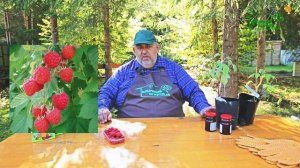 Ремонтантная малина, плюсы и правила ухода!